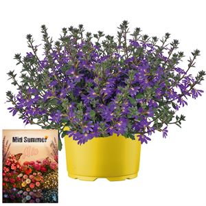 Afbeelding van Ms P12 Scaevola deep violet